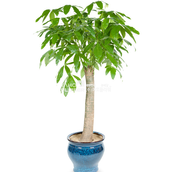 사기화분파키라 552h