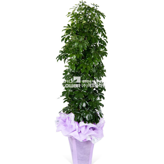 홍콩야자
