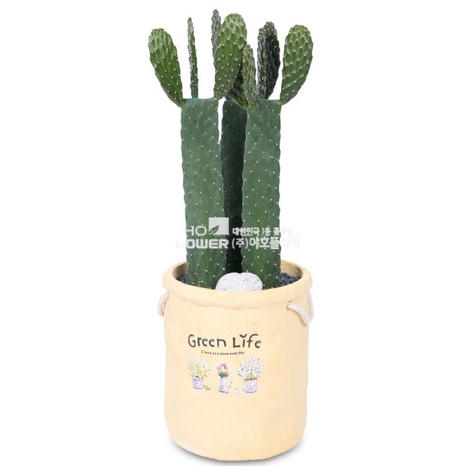 용신목 선인장