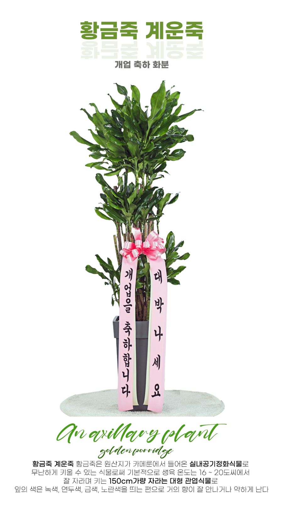 상세이미지