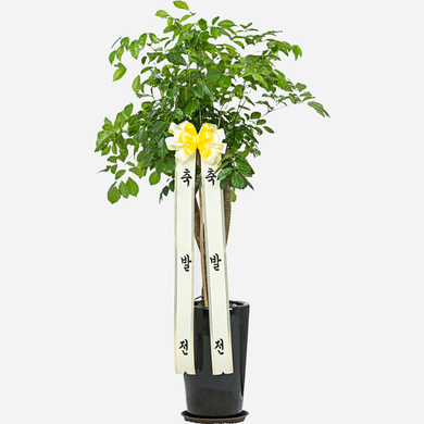 대형 녹보수