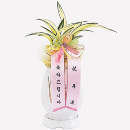 동양란 달마중투
