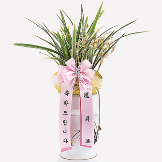 동양란 오성금 중투