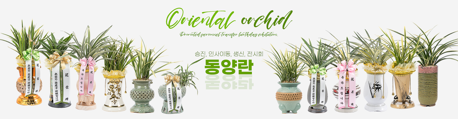 동양란