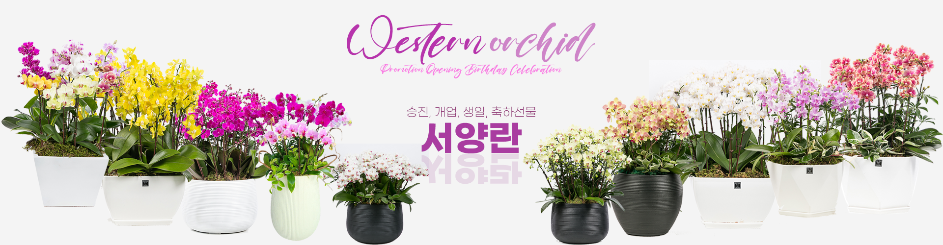 서양란